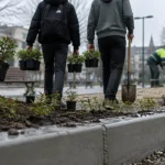 Trélazé : la place des Tellières se transforme en espace végétalisé